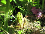 20120829 Biesbosch froggy walk